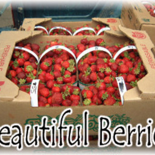 Beauty Berries