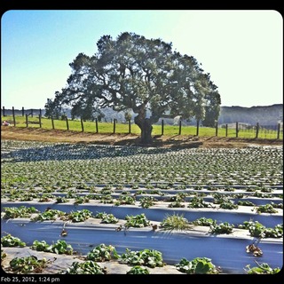 HHarvest