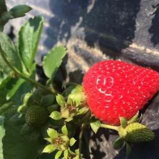 Strawberry
