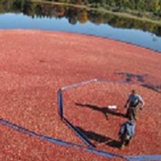 Cranberry Bog