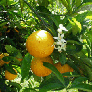 Valencia Oranges, Old Creek, CA0002