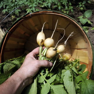 Radishes