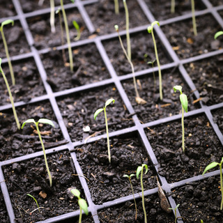 Baby Peppers