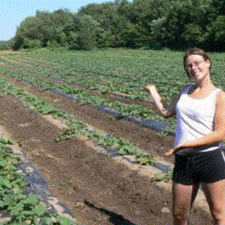 Rows