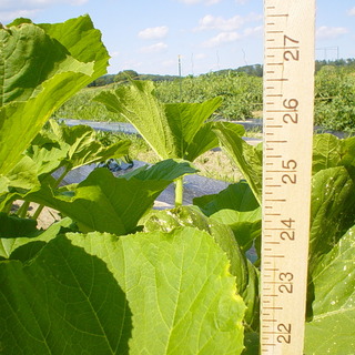 Growing