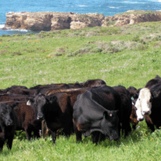 Beef, Old Creeek Ranch, CA0002