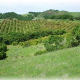 Avocado, Old Creek Ranch, CA0002, Haas